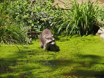 NaturOparC Hunawihr, Alsace (France)